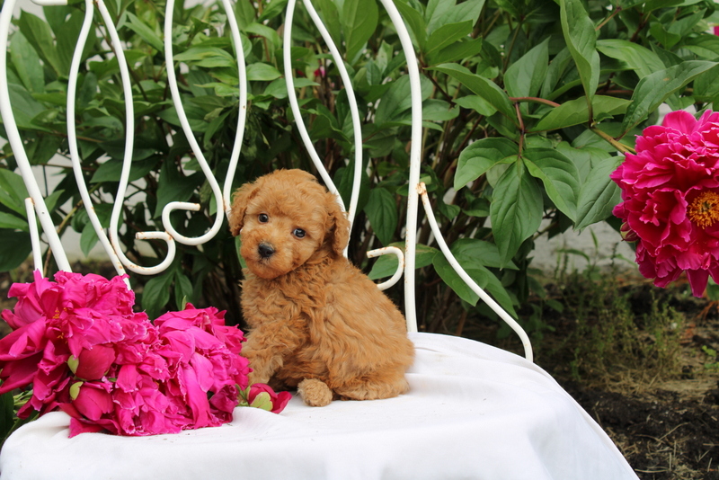 puppy, for, sale, Millwood Malena, Matthew B. Stoltzfus, dog, breeder, Gap, PA, dog-breeder, puppy-for-sale, forsale, nearby, find, puppyfind, locator, puppylocator, aca